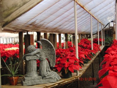 Sea of Red at Christmas Fantasy Open House